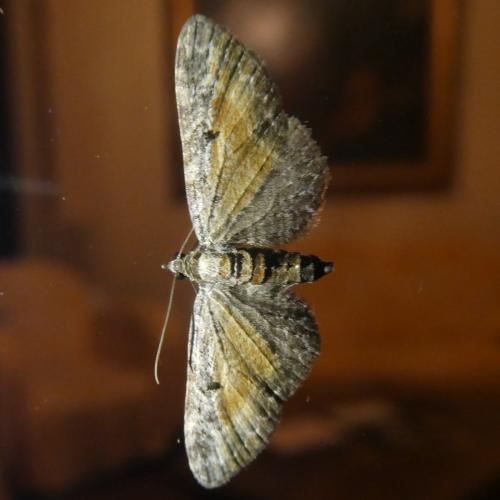 Réf. 293 408 : Eupithecia icterata